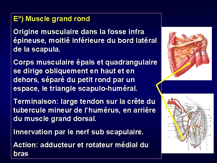 E°) Muscle grand rond Origine musculaire dans la fosse infra épineuse, moitié inférieure du