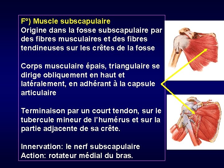 F°) Muscle subscapulaire Origine dans la fosse subscapulaire par des fibres musculaires et des