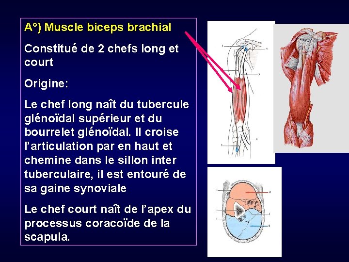 A°) Muscle biceps brachial Constitué de 2 chefs long et court Origine: Le chef