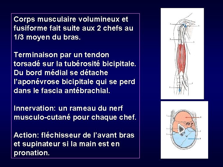 Corps musculaire volumineux et fusiforme fait suite aux 2 chefs au 1/3 moyen du