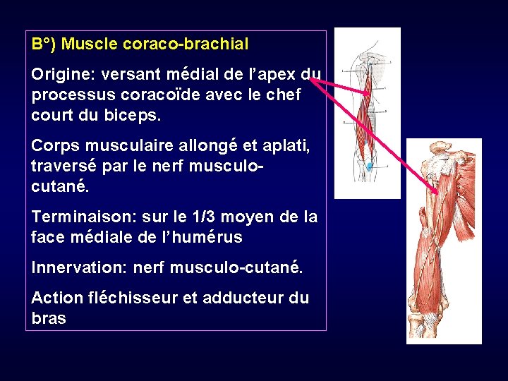 B°) Muscle coraco-brachial Origine: versant médial de l’apex du processus coracoïde avec le chef