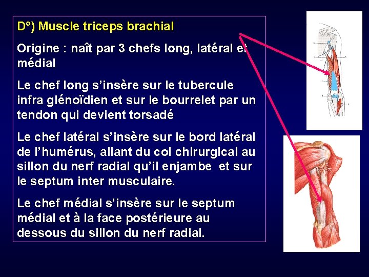 D°) Muscle triceps brachial Origine : naît par 3 chefs long, latéral et médial