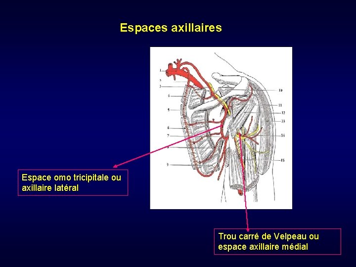 Espaces axillaires Espace omo tricipitale ou axillaire latéral Trou carré de Velpeau ou espace