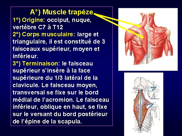 A°) Muscle trapèze 1°) Origine: occiput, nuque, vertébre C 7 à T 12 2°)