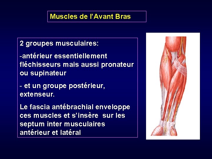 Muscles de l’Avant Bras 2 groupes musculaires: -antérieur essentiellement fléchisseurs mais aussi pronateur ou