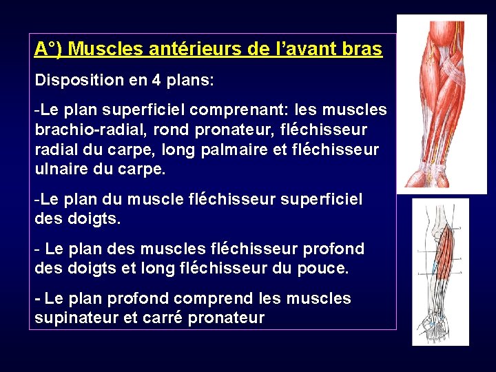 A°) Muscles antérieurs de l’avant bras Disposition en 4 plans: -Le plan superficiel comprenant: