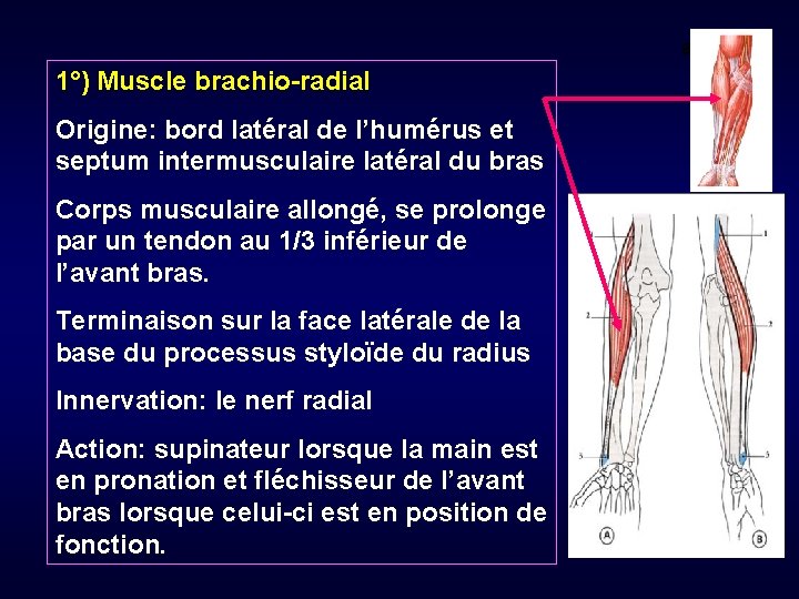 a 1°) Muscle brachio-radial Origine: bord latéral de l’humérus et septum intermusculaire latéral du