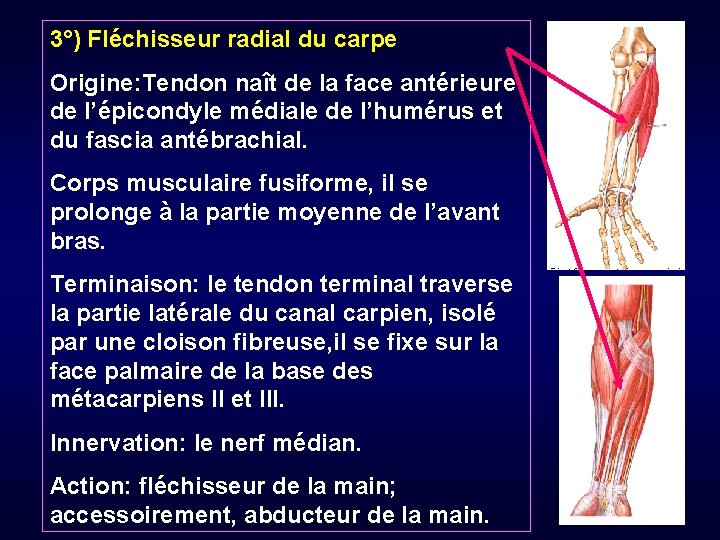 3°) Fléchisseur radial du carpe Origine: Tendon naît de la face antérieure de l’épicondyle