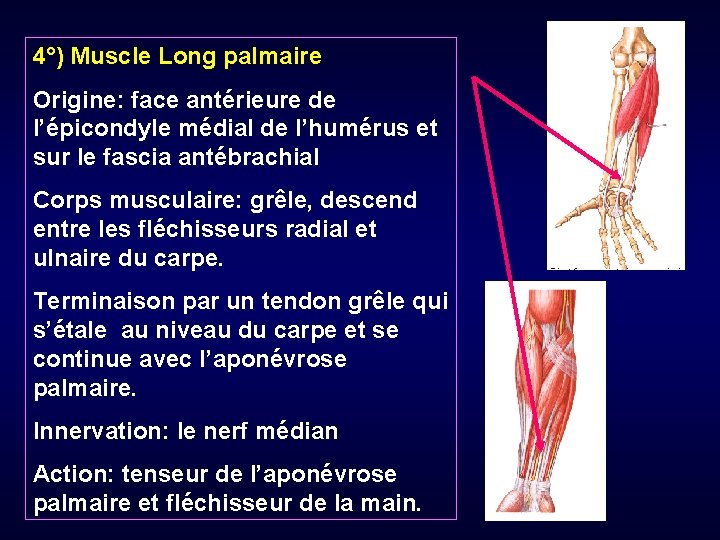 4°) Muscle Long palmaire Origine: face antérieure de l’épicondyle médial de l’humérus et sur