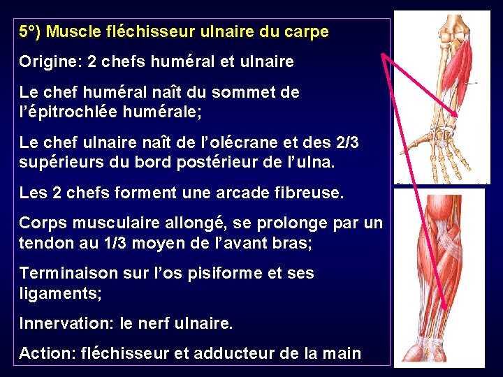 5°) Muscle fléchisseur ulnaire du carpe Origine: 2 chefs huméral et ulnaire Le chef