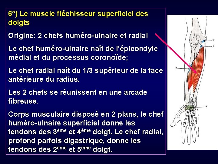 6°) Le muscle fléchisseur superficiel des doigts Origine: 2 chefs huméro-ulnaire et radial Le