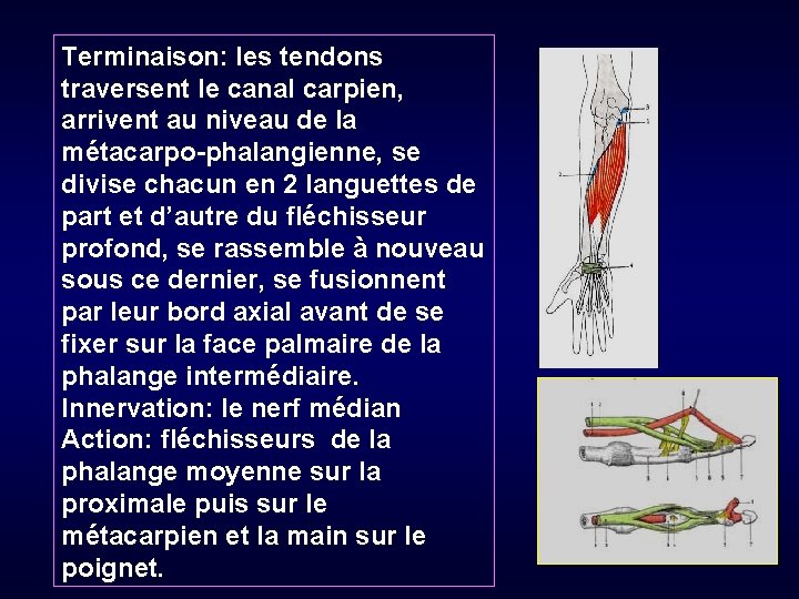 Terminaison: les tendons traversent le canal carpien, arrivent au niveau de la métacarpo-phalangienne, se