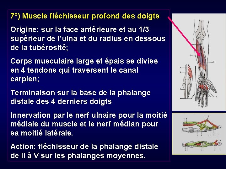 7°) Muscle fléchisseur profond des doigts Origine: sur la face antérieure et au 1/3