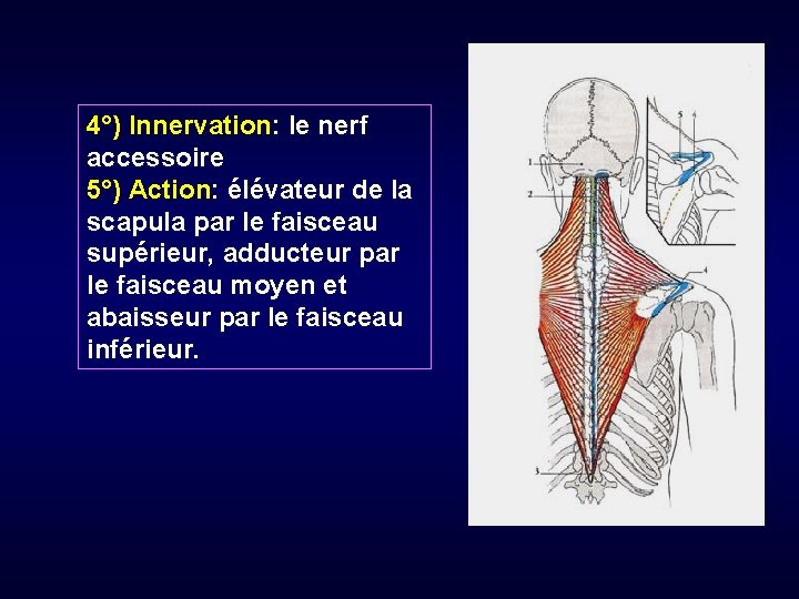 4°) Innervation: le nerf accessoire 5°) Action: élévateur de la scapula par le faisceau