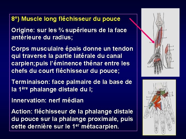 8°) Muscle long fléchisseur du pouce Origine: sur les ¾ supérieurs de la face