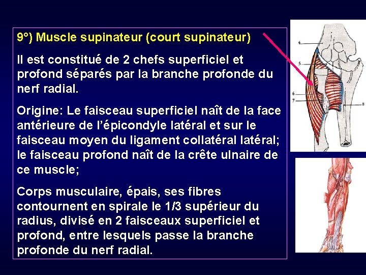 9°) Muscle supinateur (court supinateur) Il est constitué de 2 chefs superficiel et profond