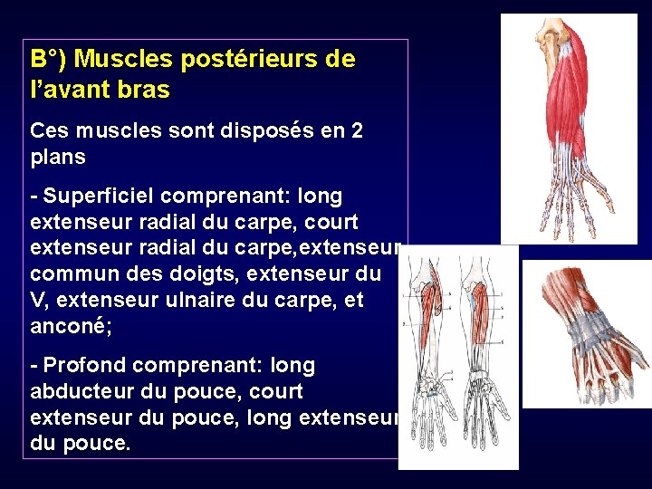 B°) Muscles postérieurs de l’avant bras Ces muscles sont disposés en 2 plans -