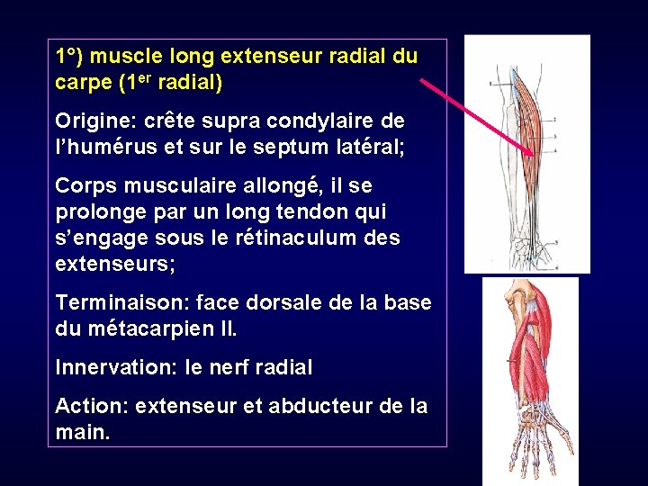 1°) muscle long extenseur radial du carpe (1 er radial) Origine: crête supra condylaire