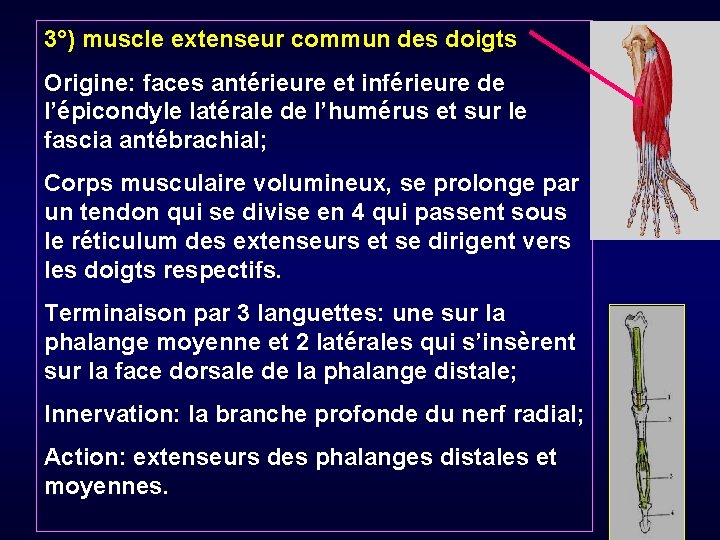 3°) muscle extenseur commun des doigts Origine: faces antérieure et inférieure de l’épicondyle latérale