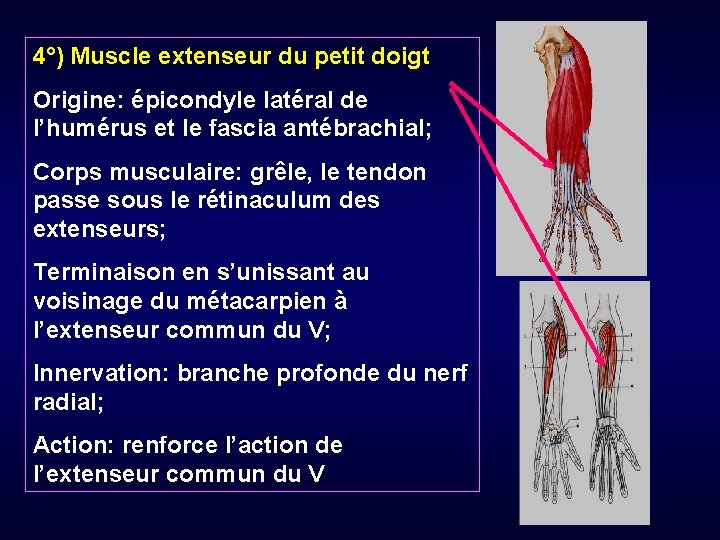 4°) Muscle extenseur du petit doigt Origine: épicondyle latéral de l’humérus et le fascia