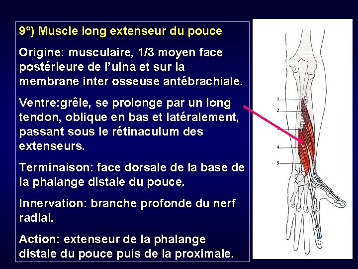 9°) Muscle long extenseur du pouce Origine: musculaire, 1/3 moyen face postérieure de l’ulna