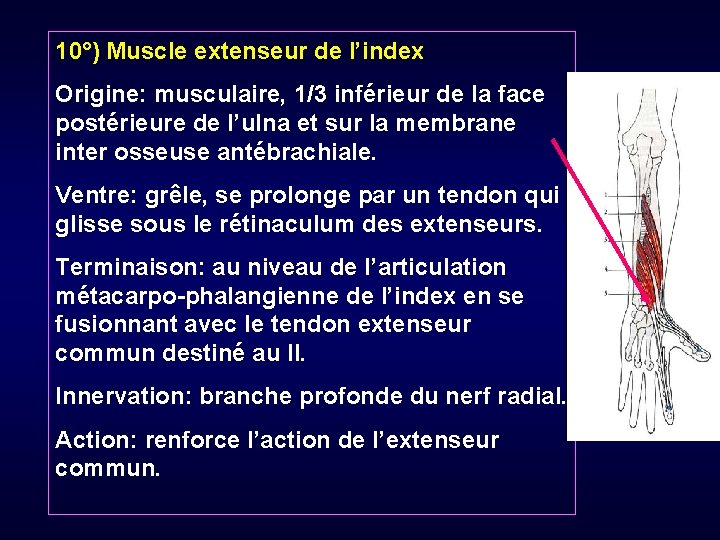10°) Muscle extenseur de l’index Origine: musculaire, 1/3 inférieur de la face postérieure de