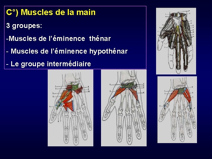 C°) Muscles de la main 3 groupes: -Muscles de l’éminence thénar - Muscles de