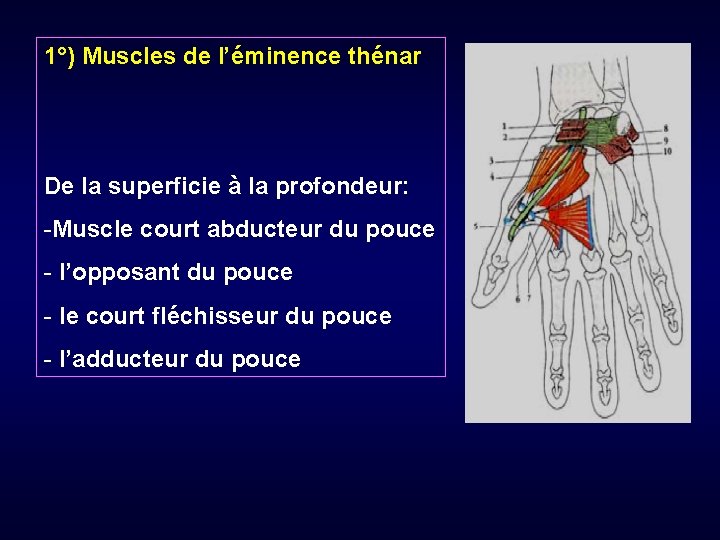 1°) Muscles de l’éminence thénar De la superficie à la profondeur: -Muscle court abducteur