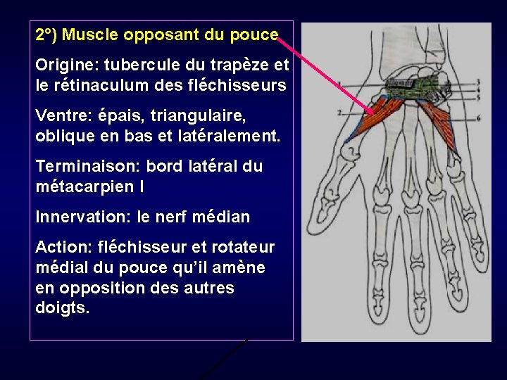 2°) Muscle opposant du pouce Origine: tubercule du trapèze et le rétinaculum des fléchisseurs