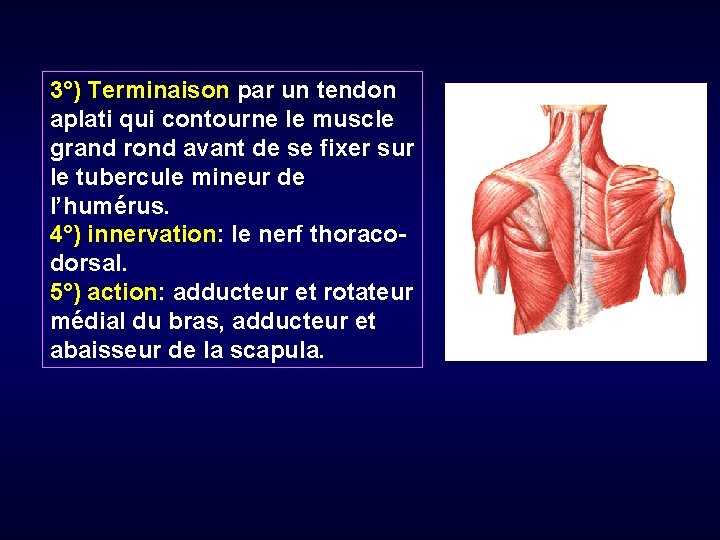 3°) Terminaison par un tendon aplati qui contourne le muscle grand rond avant de