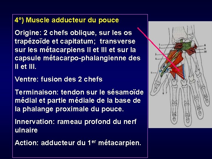 4°) Muscle adducteur du pouce Origine: 2 chefs oblique, sur les os trapézoïde et