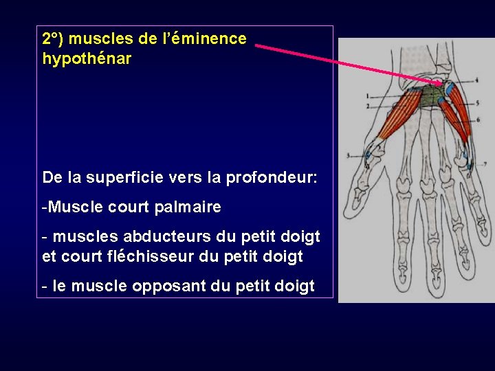 2°) muscles de l’éminence hypothénar De la superficie vers la profondeur: -Muscle court palmaire