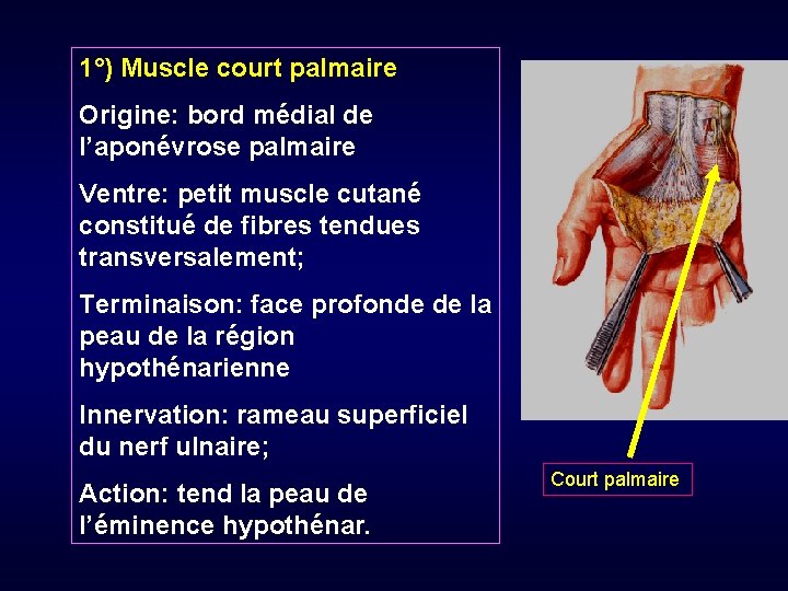 1°) Muscle court palmaire Origine: bord médial de l’aponévrose palmaire Ventre: petit muscle cutané