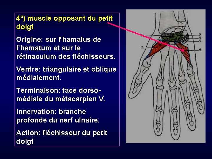 4°) muscle opposant du petit doigt Origine: sur l’hamalus de l’hamatum et sur le