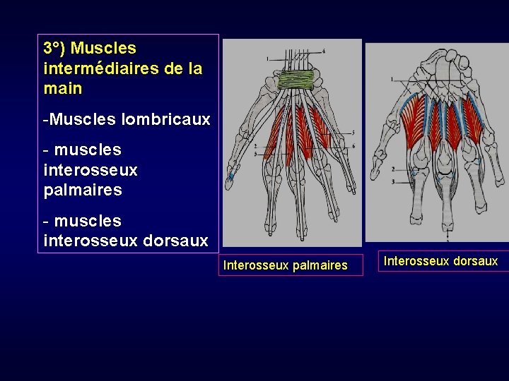 3°) Muscles intermédiaires de la main -Muscles lombricaux - muscles interosseux palmaires - muscles