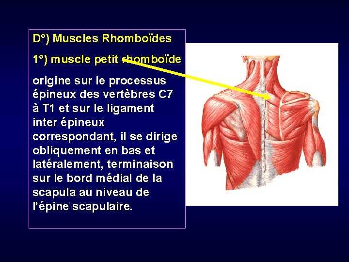 D°) Muscles Rhomboïdes 1°) muscle petit rhomboïde origine sur le processus épineux des vertèbres