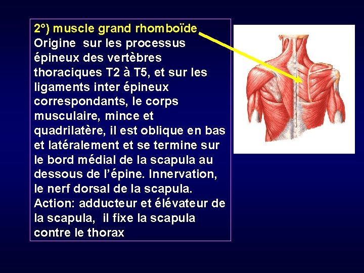 2°) muscle grand rhomboïde Origine sur les processus épineux des vertèbres thoraciques T 2