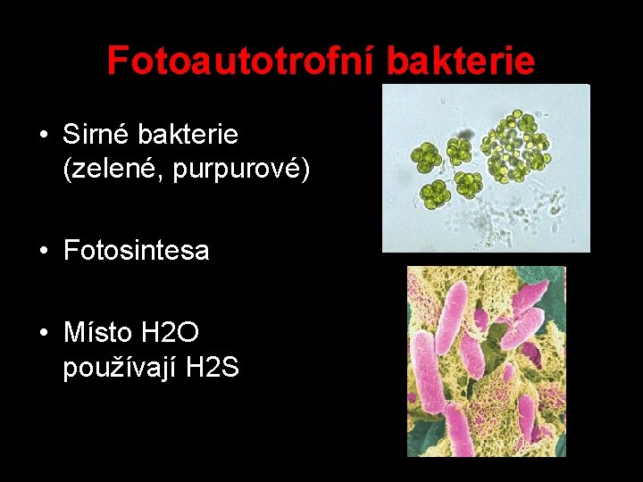 Fotoautotrofní bakterie • Sirné bakterie (zelené, purpurové) • Fotosintesa • Místo H 2 O