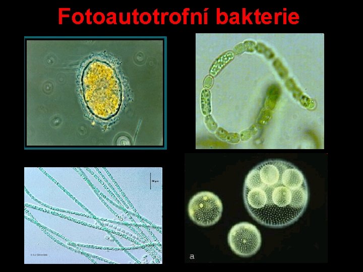 Fotoautotrofní bakterie 
