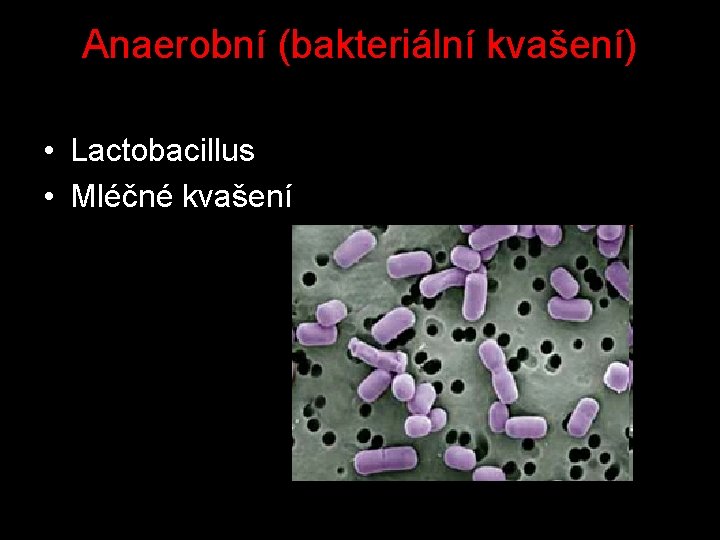 Anaerobní (bakteriální kvašení) • Lactobacillus • Mléčné kvašení 