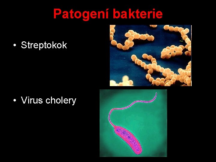 Patogení bakterie • Streptokok • Virus cholery 