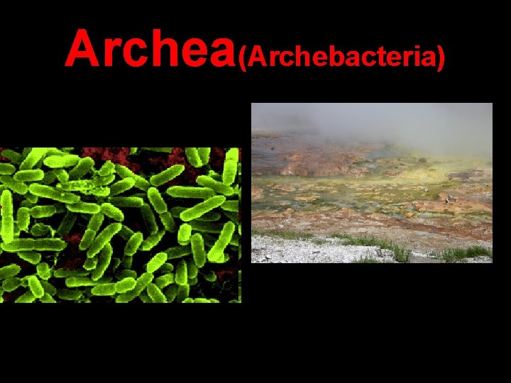 Archea(Archebacteria) 
