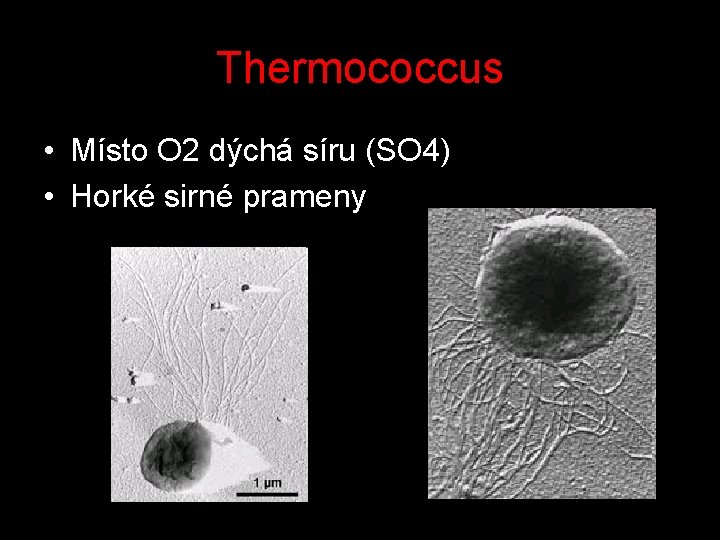 Thermococcus • Místo O 2 dýchá síru (SO 4) • Horké sirné prameny 