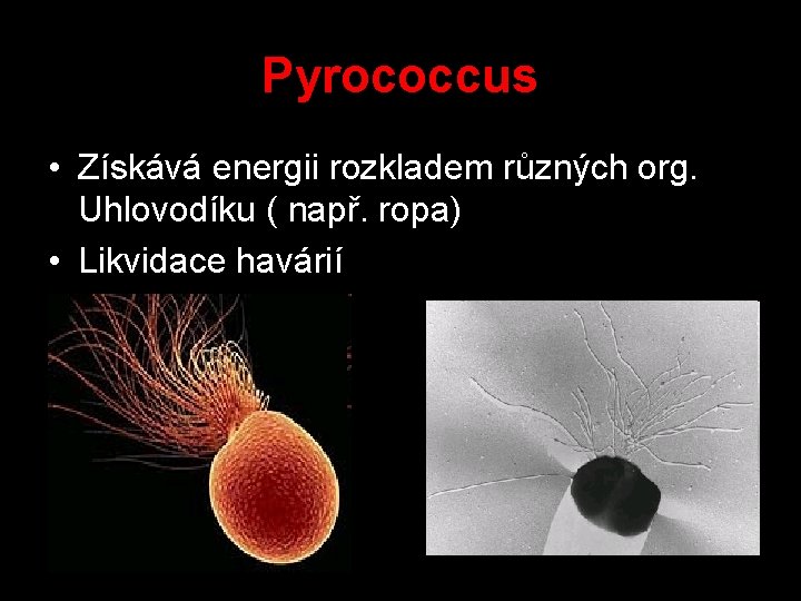 Pyrococcus • Získává energii rozkladem různých org. Uhlovodíku ( např. ropa) • Likvidace havárií