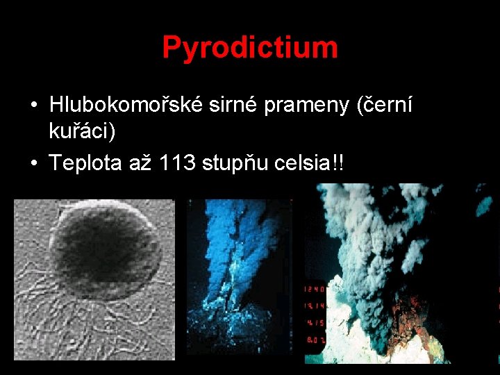 Pyrodictium • Hlubokomořské sirné prameny (černí kuřáci) • Teplota až 113 stupňu celsia!! 