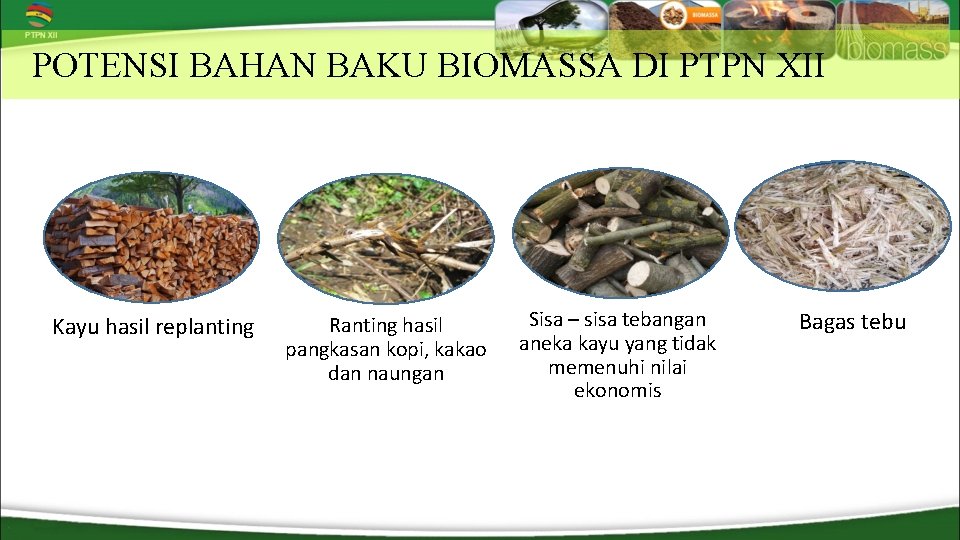 POTENSI BAHAN BAKU BIOMASSA DI PTPN XII Kayu hasil replanting Ranting hasil pangkasan kopi,