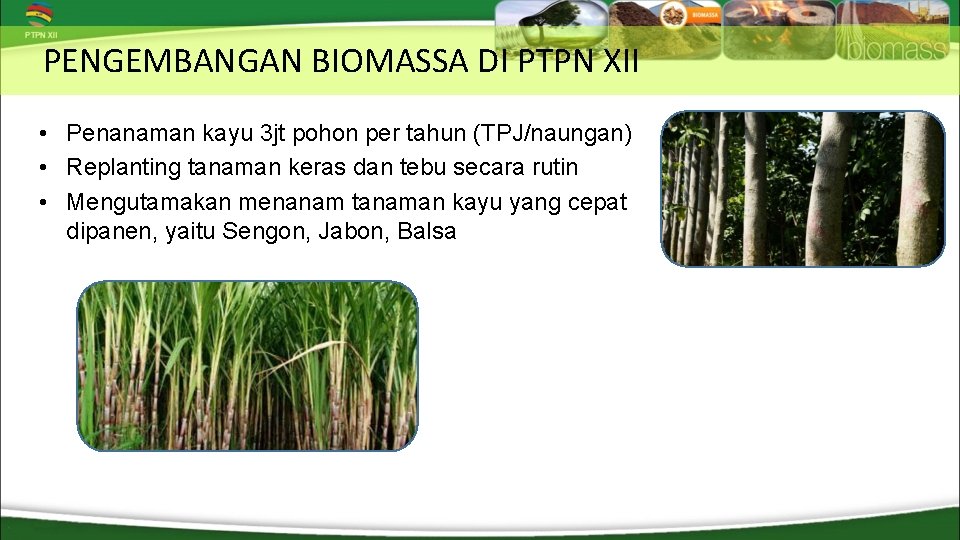 PENGEMBANGAN BIOMASSA DI PTPN XII • Penanaman kayu 3 jt pohon per tahun (TPJ/naungan)