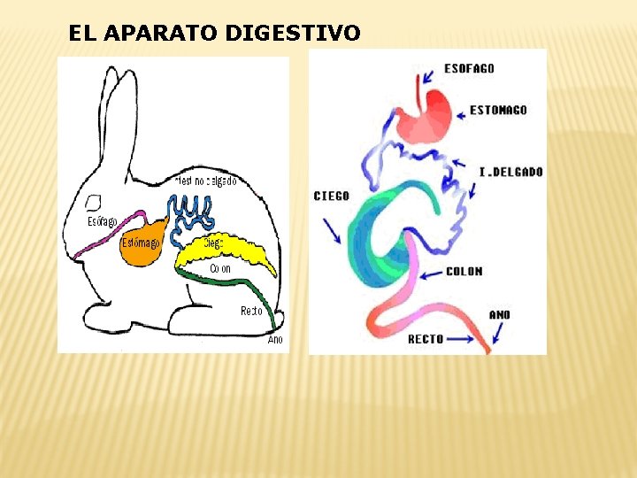 EL APARATO DIGESTIVO 