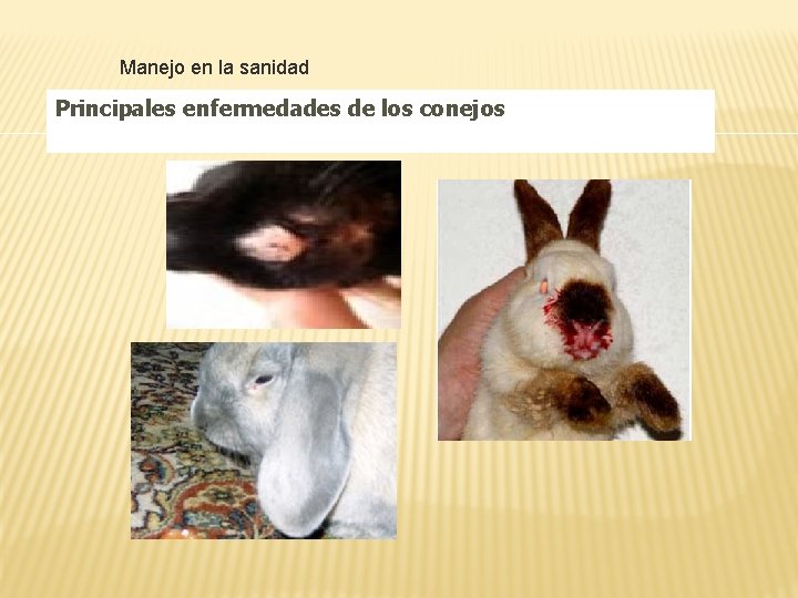 Manejo en la sanidad Principales enfermedades de los conejos 
