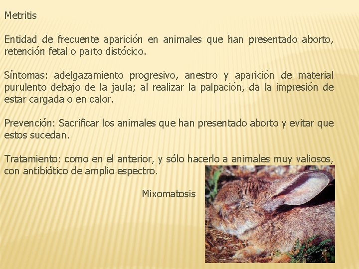 Metritis Entidad de frecuente aparición en animales que han presentado aborto, retención fetal o